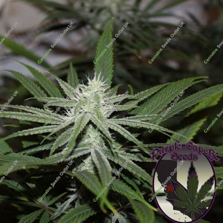 Gorilla Glue No. 4 BX Regular Marijuana Strain by Purple Caper For Sale Online at Cannabis Seeds Outlet
