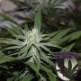Gorilla Glue No. 4 BX Regular Marijuana Strain by Purple Caper For Sale Online at Cannabis Seeds Outlet