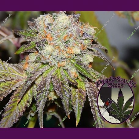 Grandmas Batch Regular Marijuana Strain by Purple Caper For Sale Online at Cannabis Seeds Outlet