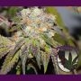 Grandmas Batch Regular Marijuana Strain by Purple Caper For Sale Online at Cannabis Seeds Outlet