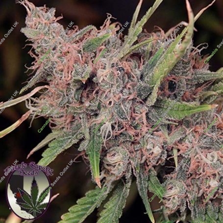 Purple Caper Regular Marijuana Strain by Purple Caper For Sale Online at Cannabis Seeds Outlet