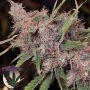 Purple Caper Regular Marijuana Strain by Purple Caper For Sale Online at Cannabis Seeds Outlet