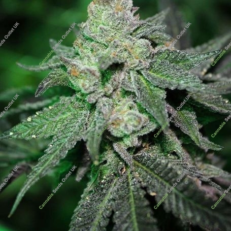 Grand Caper Regular Marijuana Strain by Purple Caper For Sale Online at Cannabis Seeds Outlet