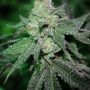 Grand Caper Regular Marijuana Strain by Purple Caper For Sale Online at Cannabis Seeds Outlet