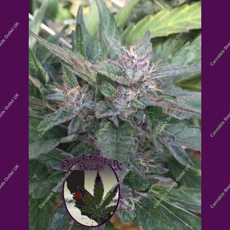 Grandaddy OG Regular Marijuana Strain by Purple Caper For Sale Online at Cannabis Seeds Outlet