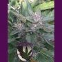 Grandaddy OG Regular Marijuana Strain by Purple Caper For Sale Online at Cannabis Seeds Outlet