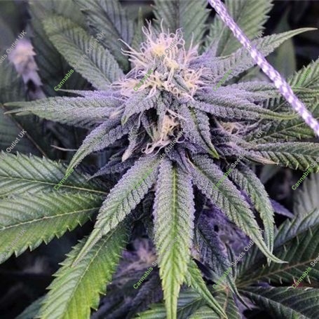Granddaddy BX Regular Marijuana Strain by Purple Caper For Sale Online at Cannabis Seeds Outlet