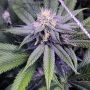 Granddaddy BX Regular Marijuana Strain by Purple Caper For Sale Online at Cannabis Seeds Outlet