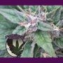 Grape OG Regular Marijuana Strain by Purple Caper For Sale Online at Cannabis Seeds Outlet