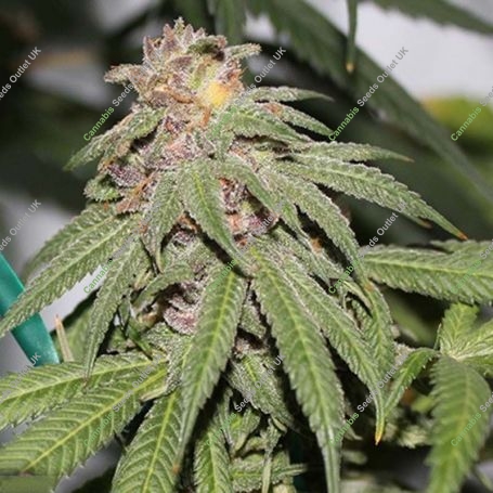 Grape Zkittlez Regular Marijuana Strain by Purple Caper For Sale Online at Cannabis Seeds Outlet