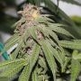 Grape Zkittlez Regular Marijuana Strain by Purple Caper For Sale Online at Cannabis Seeds Outlet
