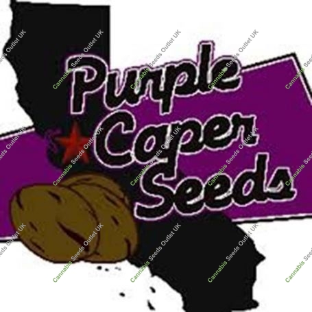 Indoor Mix Pack Regular Marijuana Strain by Purple Caper For Sale Online at Cannabis Seeds Outlet