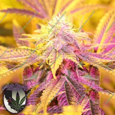 Key Lime Zkittlez Regular Marijuana Strain by Purple Caper For Sale Online at Cannabis Seeds Outlet