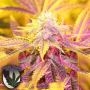 Key Lime Zkittlez Regular Marijuana Strain by Purple Caper For Sale Online at Cannabis Seeds Outlet