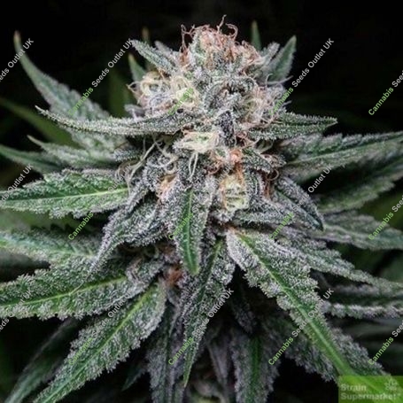 Key Lime Pie Regular Marijuana Strain by Purple Caper For Sale Online at Cannabis Seeds Outlet