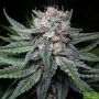 Key Lime Pie Regular Marijuana Strain by Purple Caper For Sale Online at Cannabis Seeds Outlet