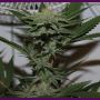 Krippy Kush Reg Purple Caper Cannabis Seeds