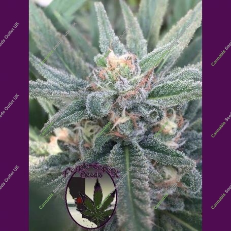 Purple Caper OG Regular Marijuana Strain by Purple Caper For Sale Online at Cannabis Seeds Outlet