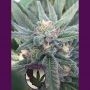 Purple Caper OG Regular Marijuana Strain by Purple Caper For Sale Online at Cannabis Seeds Outlet