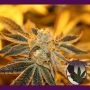 Sherbert BX Regular Marijuana Strain by Purple Caper For Sale Online at Cannabis Seeds Outlet