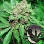 White Grapes Regular Marijuana Strain by Purple Caper For Sale Online at Cannabis Seeds Outlet
