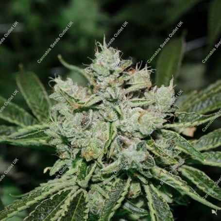 White OG Regular Marijuana Strain by Purple Caper For Sale Online at Cannabis Seeds Outlet