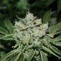 White OG Regular Marijuana Strain by Purple Caper For Sale Online at Cannabis Seeds Outlet
