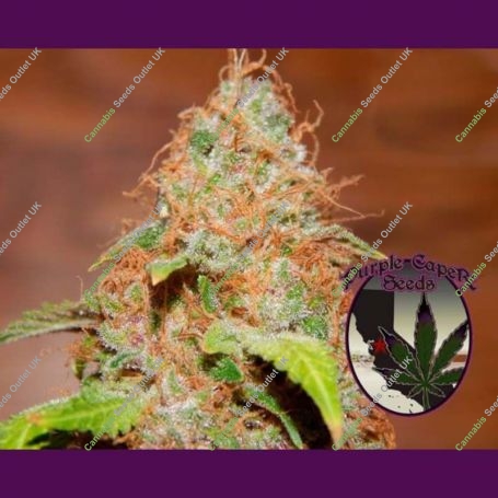 Zkittlez BX Regular Marijuana Strain by Purple Caper For Sale Online at Cannabis Seeds Outlet