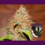 Zkittlez BX Regular Marijuana Strain by Purple Caper For Sale Online at Cannabis Seeds Outlet