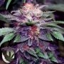 Zkittlez Cake Regular Marijuana Strain by Purple Caper For Sale Online at Cannabis Seeds Outlet