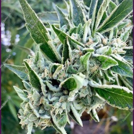 Ajs Sour Diesel x Key Lime Pie Marijuana Strain by Purple City Genetics For Sale Online at Cannabis Seeds Outlet