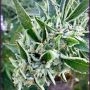 Ajs Sour Diesel x Key Lime Pie Marijuana Strain by Purple City Genetics For Sale Online at Cannabis Seeds Outlet