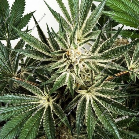 Blue Dream x Key Lime Pie Marijuana Strain by Purple City Genetics For Sale Online at Cannabis Seeds Outlet