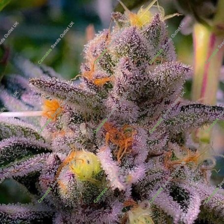 Do Si Dos x Key Lime Pie Marijuana Strain by Purple City Genetics For Sale Online at Cannabis Seeds Outlet