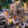 Do Si Dos x Key Lime Pie Marijuana Strain by Purple City Genetics For Sale Online at Cannabis Seeds Outlet