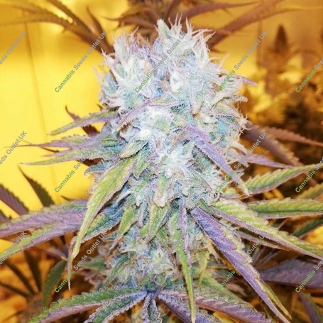 Forbidden Fruit x Watermelon Zkittlez Marijuana Strain by Purple City Genetics For Sale Online at Cannabis Seeds Outlet