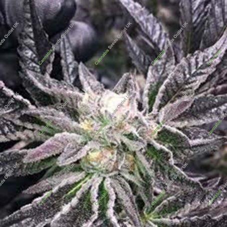PCG Cookies x Key Lime Pie Marijuana Strain by Purple City Genetics For Sale Online at Cannabis Seeds Outlet