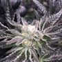 PCG Cookies x Key Lime Pie Marijuana Strain by Purple City Genetics For Sale Online at Cannabis Seeds Outlet