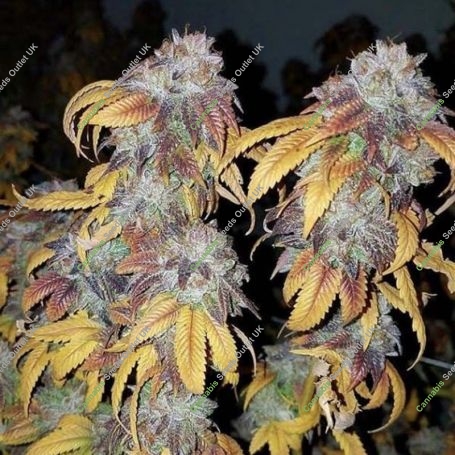 Pre 98 Bubba x Key Lime Pie Marijuana Strain by Purple City Genetics For Sale Online at Cannabis Seeds Outlet