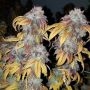 Pre 98 Bubba x Key Lime Pie Marijuana Strain by Purple City Genetics For Sale Online at Cannabis Seeds Outlet