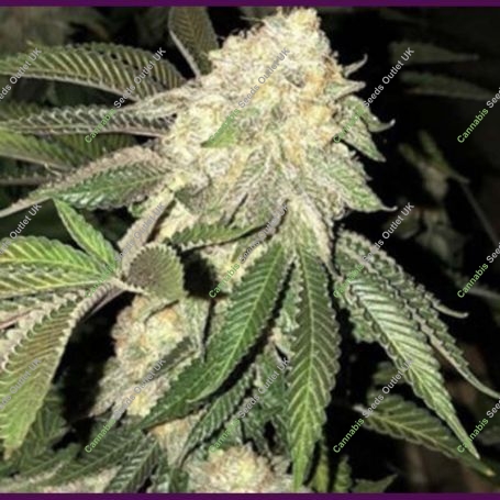 Strawberry Cough x Key Lime Pie Marijuana Strain by Purple City Genetics For Sale Online at Cannabis Seeds Outlet