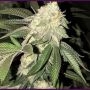 Strawberry Cough x Key Lime Pie Marijuana Strain by Purple City Genetics For Sale Online at Cannabis Seeds Outlet