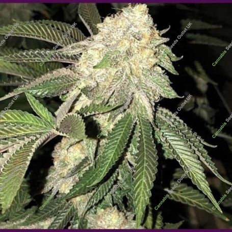 Z3 x Watermelon Zkittlez Marijuana Strain by Purple City Genetics For Sale Online at Cannabis Seeds Outlet