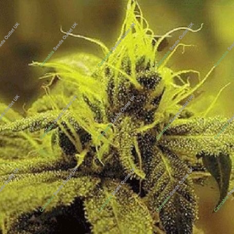 A 1 Haze Feminized Marijuana Strain by Sagarmatha Seeds For Sale Online at Cannabis Seeds Outlet