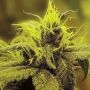 A 1 Haze Feminized Marijuana Strain by Sagarmatha Seeds For Sale Online at Cannabis Seeds Outlet