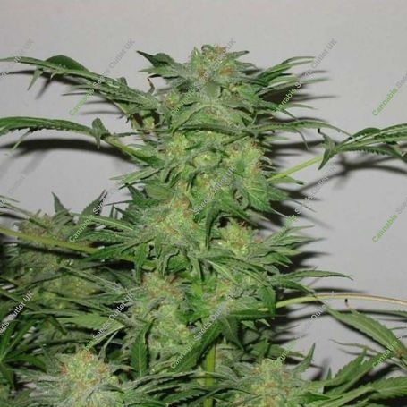 AK48 Auto Feminized Marijuana Strain by Sagarmatha Seeds For Sale Online at Cannabis Seeds Outlet