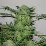 AK48 Auto Feminized Marijuana Strain by Sagarmatha Seeds For Sale Online at Cannabis Seeds Outlet