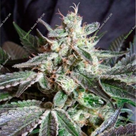 Black Buddha Feminized Marijuana Strain by Sagarmatha Seeds For Sale Online at Cannabis Seeds Outlet