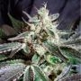 Black Buddha Feminized Marijuana Strain by Sagarmatha Seeds For Sale Online at Cannabis Seeds Outlet