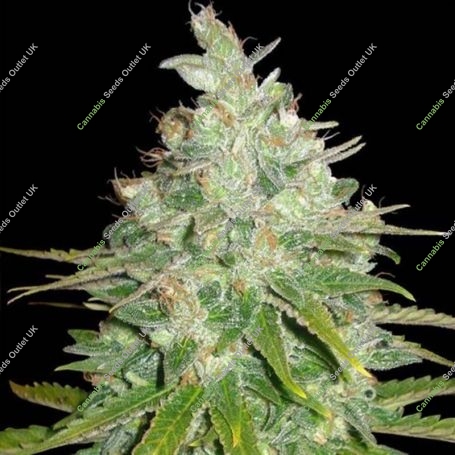 Black Domina Auto Feminized Marijuana Strain by Sagarmatha Seeds For Sale Online at Cannabis Seeds Outlet